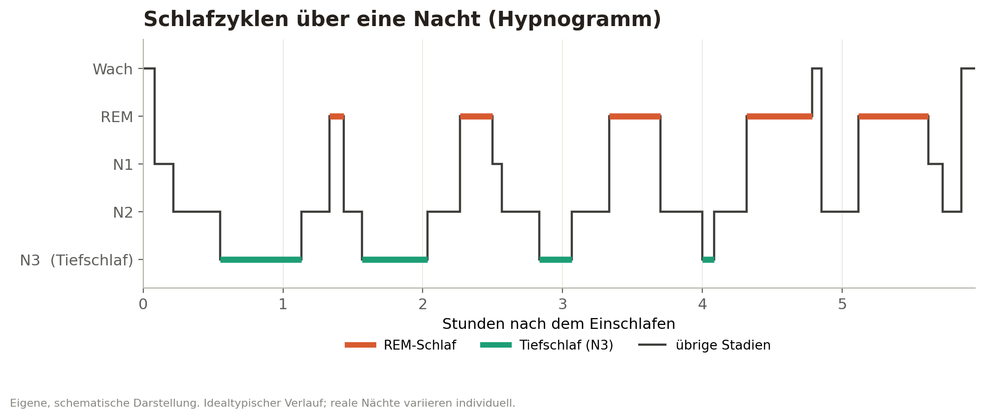 Hypnogramm: Schlafzyklen über eine Nacht – Wechsel zwischen Wach, REM, N1, N2 und N3 (Tiefschlaf) über rund sechs Stunden, mit zunehmendem REM-Anteil gegen Morgen.